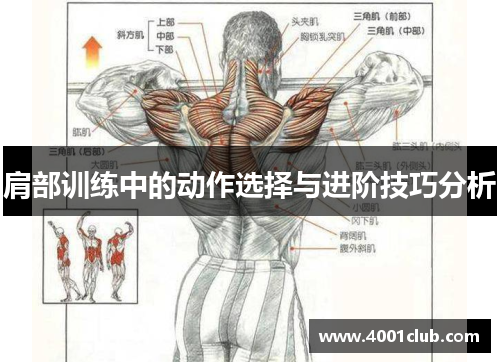 肩部训练中的动作选择与进阶技巧分析